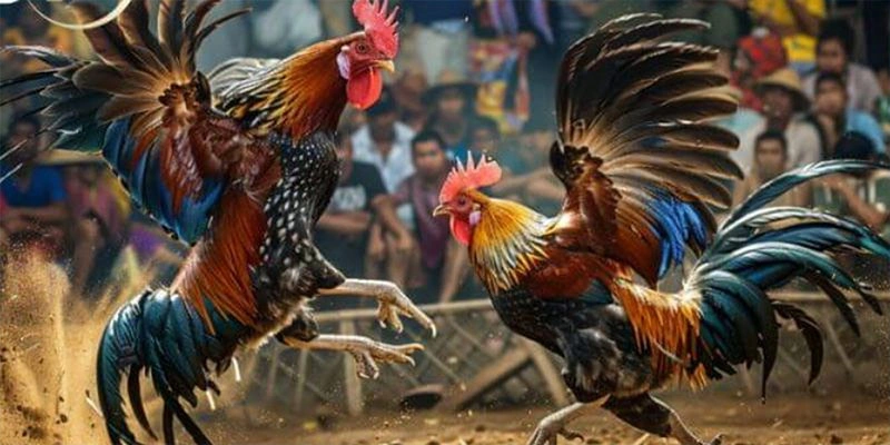 Gây ấn tượng với các yêu cầu cao về chiến kê