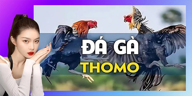 Giới thiệu đá gà trực tiếp Thomo tại W388